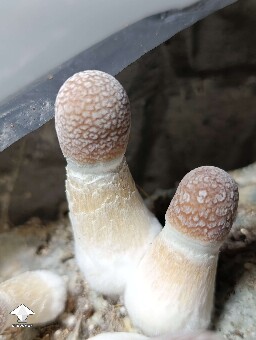 Cubensis Penis Envy mushrooms #2