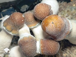 Cubensis Penis Envy mushrooms