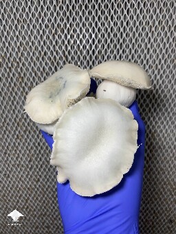 Cubensis Trinity - I have snack too 