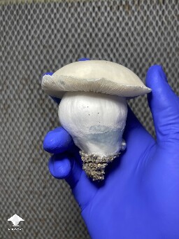 I have snack too - Cubensis Trinity