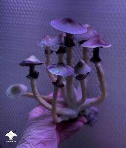 Cubensis White Elf Teachers F1 #10