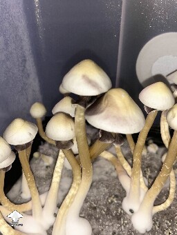 Cubensis White Elf Teachers F1 #2