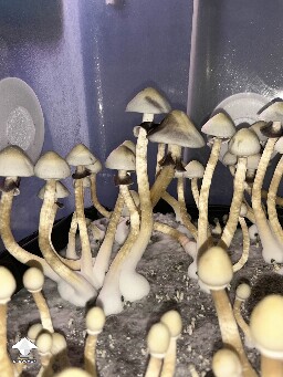 Cubensis White Elf Teachers F1 #3
