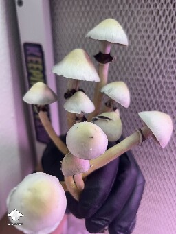 White Elf Teachers F1 #4