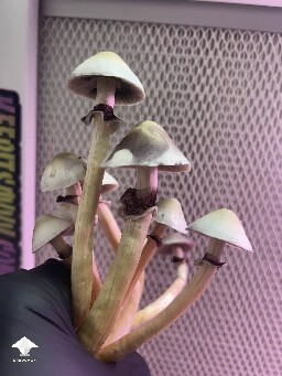 White Elf Teachers F1 #5