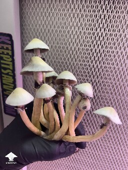 Cubensis White Elf Teachers F1 #6