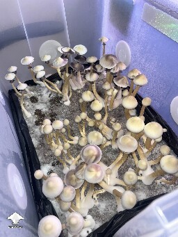 Cubensis White Elf Teachers F1 #7