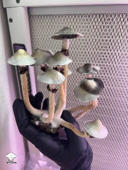 Cubensis White Elf Teachers F1 #8