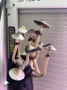 Cubensis White Elf Teachers F1 #9