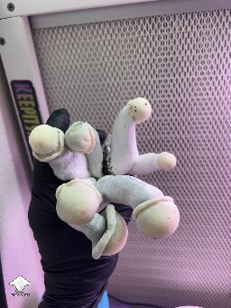 Flipper F6 mushroom strain - TAT lineage #2