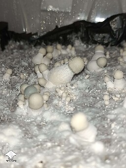 Gifted strain