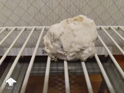 Harvested Chocolate Krinkle brain