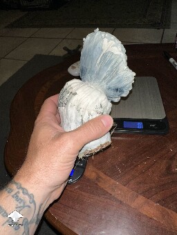 Huge Cubensis albino - 207 gramms