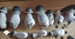 Mature APE mushrooms