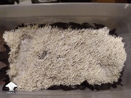My strange Chocolate Kringle brains... or noodles