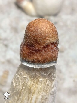 Penis Envy
