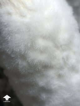 Mycelium fluff - Penis Envy