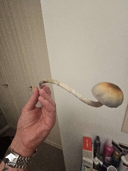 Natals aka Ochras shroom