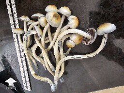 Natalensis aka Ochra's shrooms