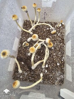 Natals aka Ochras shrooms