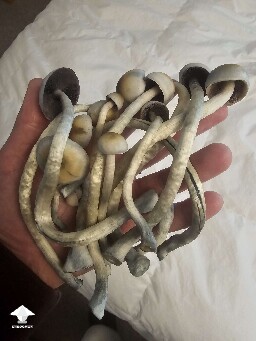Natals aka Ochras mushrooms