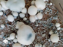 TAT smurf fruiting