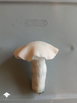 TAT smurf