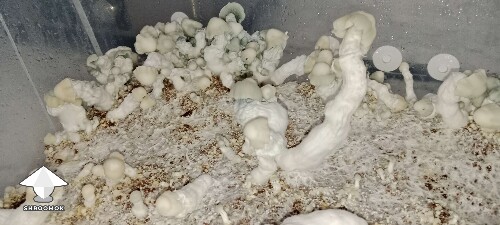 Alcohol sprayed tube - survived but not good at all