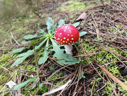 Amanita muscaria mushroom