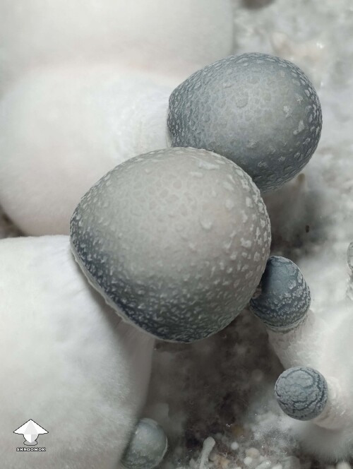 APE or KAPE or mutated Albino A+ strain