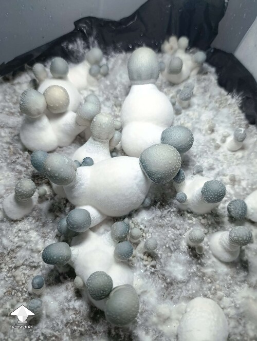 APE or KAPE or mutated Albino A plus mushroom strain #3