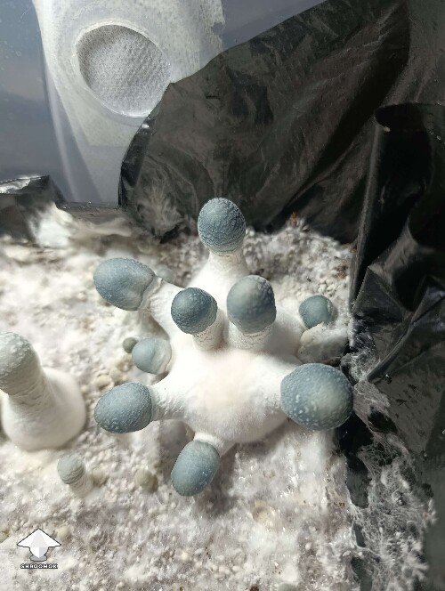 APE or KAPE or mutated AA+