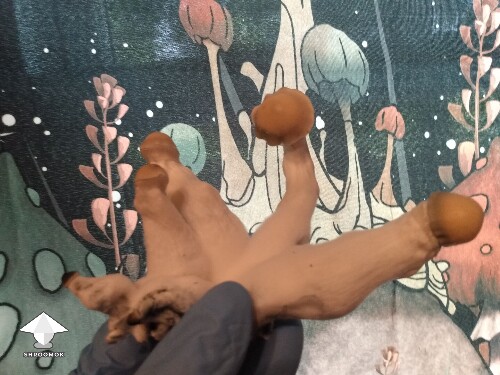 Bluey Vuitton cluster