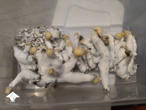 Bluey Vuitton harvest