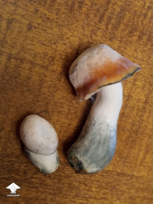 Bluey Vuitton - I've yet to get a mushroom like this in 4 tubs