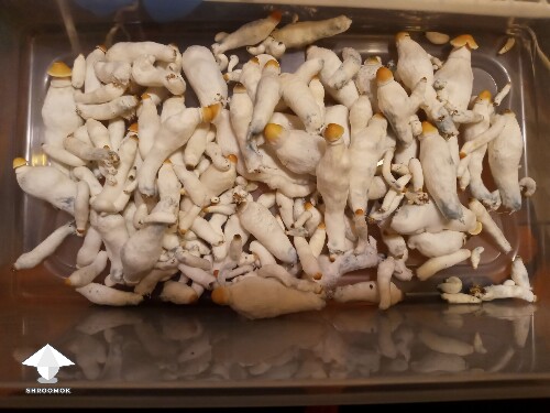 Bluey Vuitton harvest