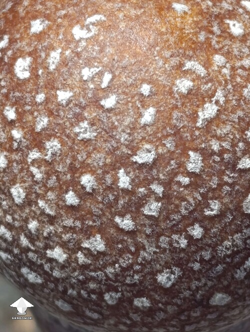 Cool little specks of mycelium on mushroom cap - Penis Envy