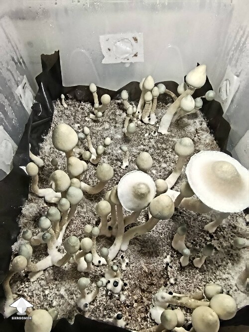 Cubensis Albino A plus AA+ #2