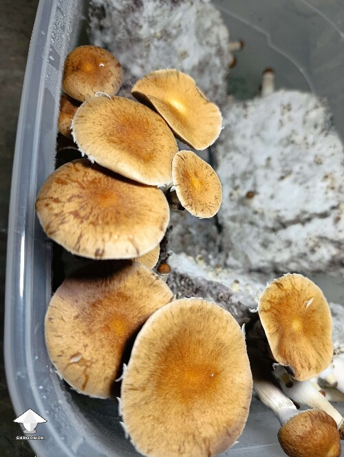 Mazatapec shrooms