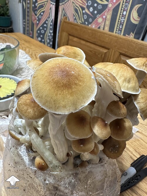Cubensis McKennaii shrooms