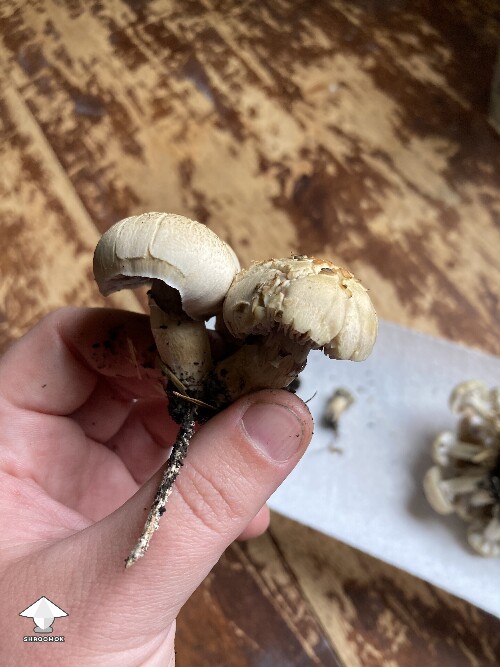 Shrooms harvested from buried old cake outdoors
