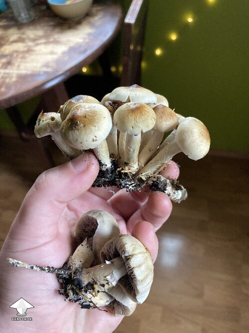Cubes harvested from buried old cake outside