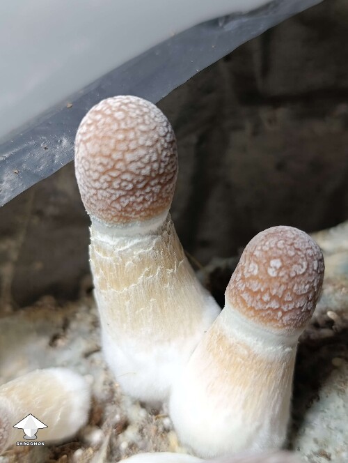 Cubensis Penis Envy mushrooms #2