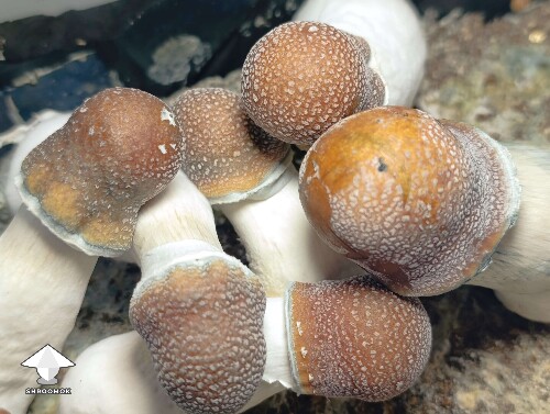 Cubensis Penis Envy mushrooms