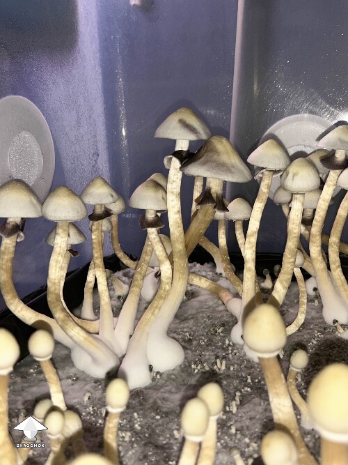 Cubensis White Elf Teachers F1 #3