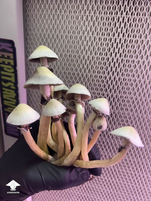 Cubensis White Elf Teachers F1 #6