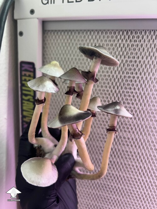 Cubensis White Elf Teachers F1 #9