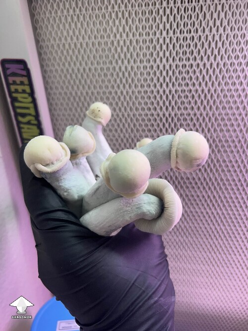 Flipper F6 mushroom strain - TAT lineage