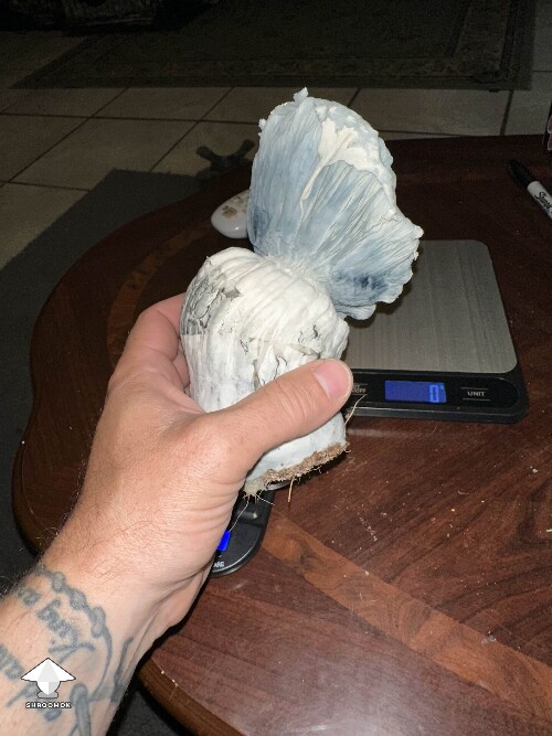 Huge Cubensis albino - 207 gramms