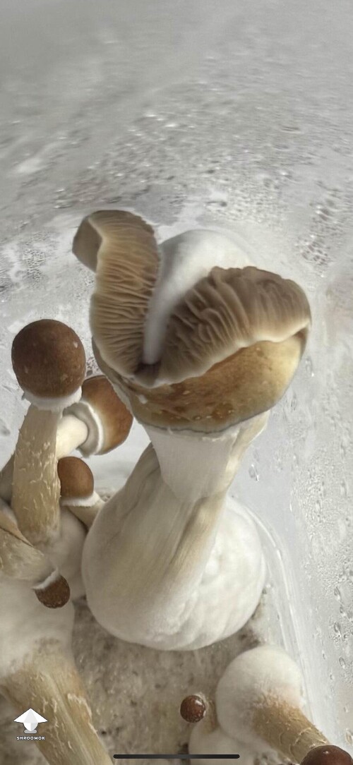 Just a bit mutated mushroom